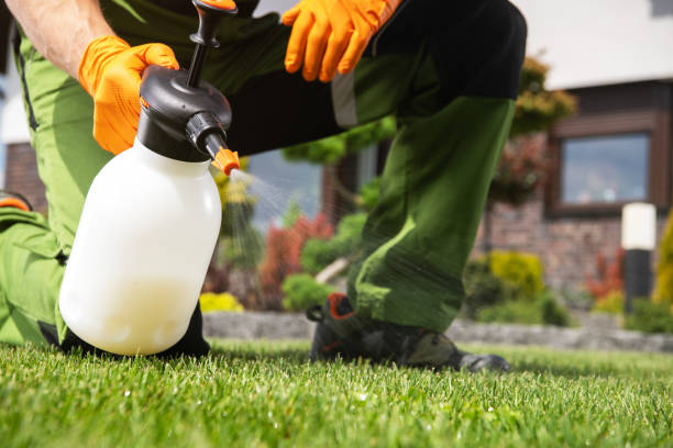 Best Local Pest Control Services  in St Augustine Beach, FL