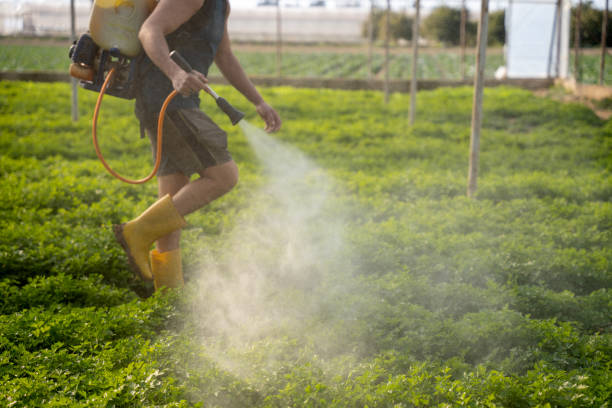 Professional Pest Control in St Augustine Beach, FL
