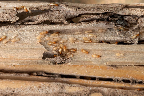 Wasp Removal Services in St Augustine Beach, FL