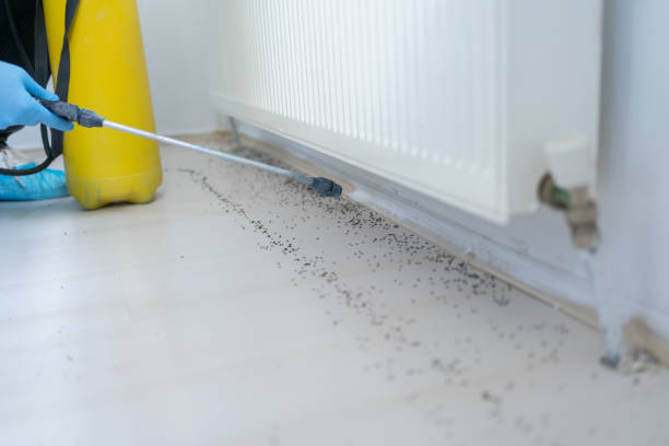 Best Pest Control Near Me  in St Augustine Beach, FL