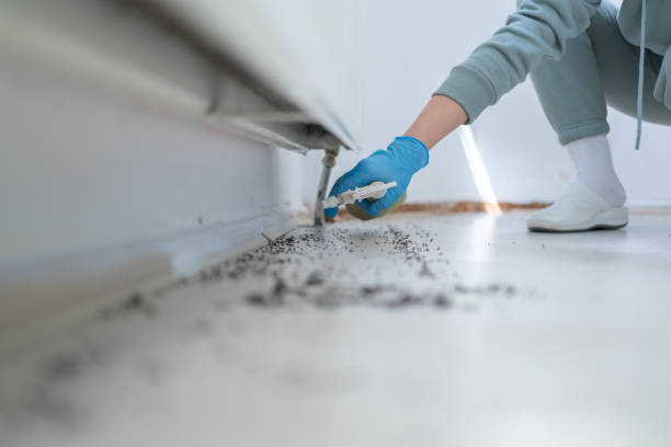 Best Best Pest Control Companies  in St Augustine Beach, FL